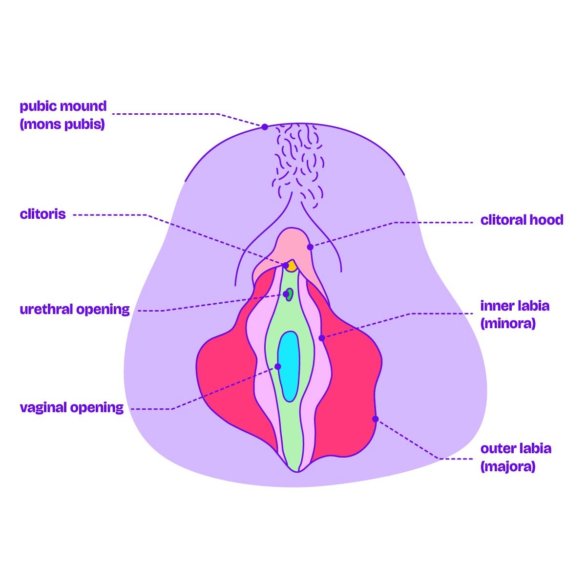 A detailed and labelled diagram of the female anatomy.